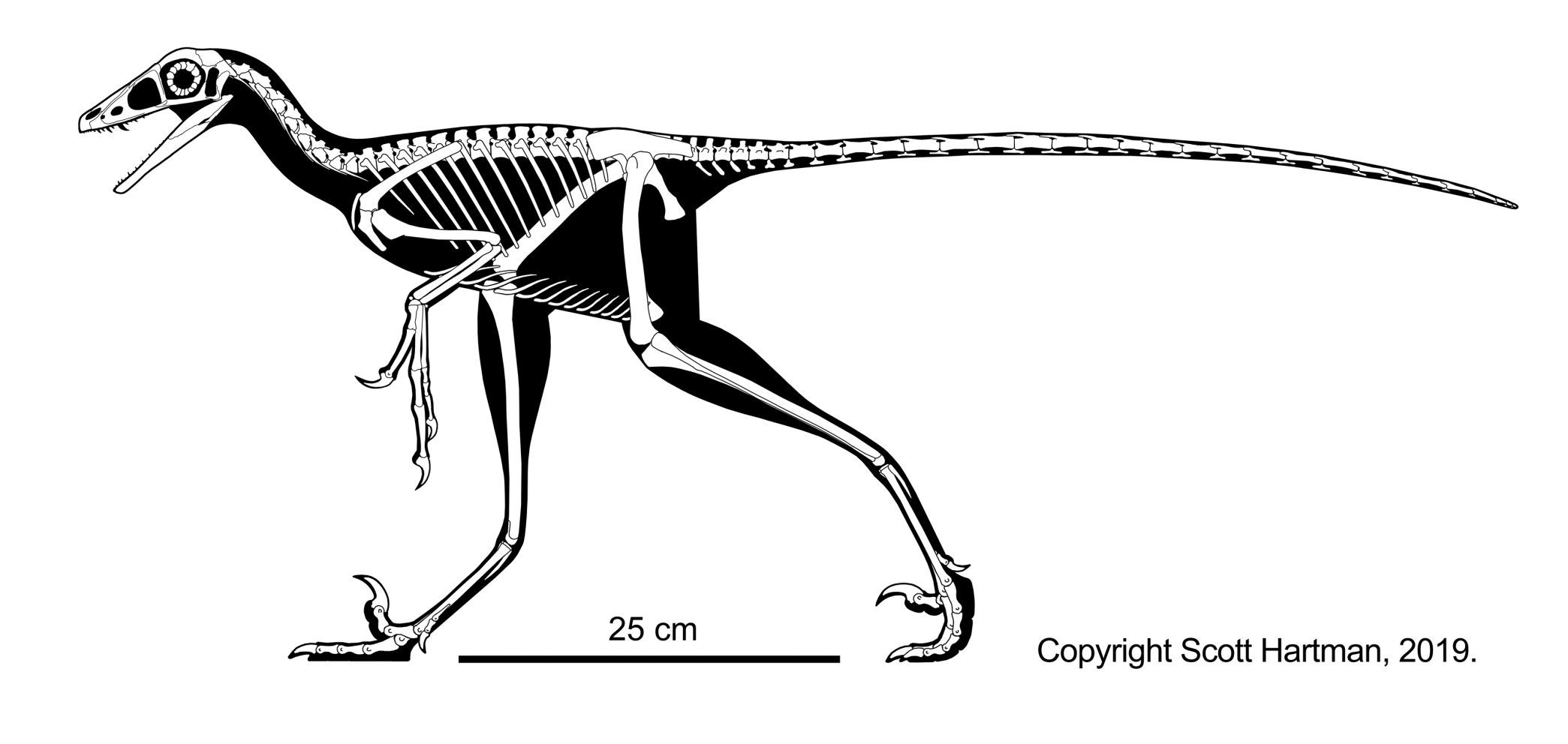 Lori skeletal